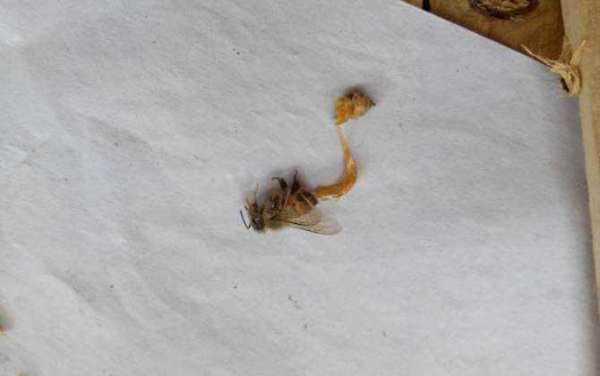  蜜蜂出现爬蜂是什么病「蜜蜂出现爬蜂是怎么回事」