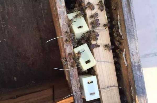 怎么把蜂王放在蜂群里（怎么样把蜂王移到另外的箱子）