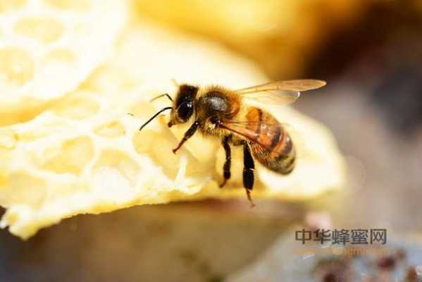养蜜蜂喂什么抗生素（养蜜蜂喂什么抗生素最好）