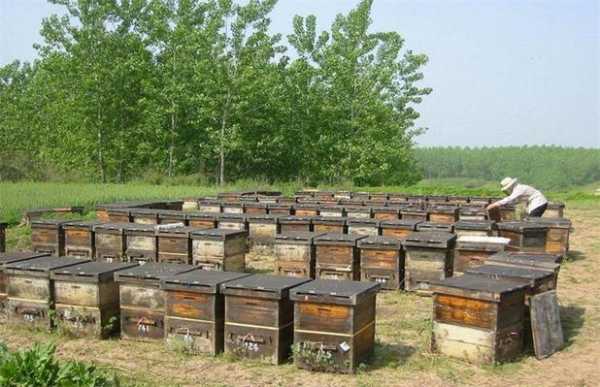 蜜蜂养殖需投资多少钱（蜜蜂养殖效益养蜜蜂一年能赚多少钱）