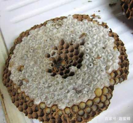 蜜蜂为什么在巢门结团-蜜蜂为什么在一处产几条蛹