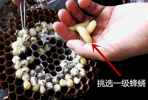 胡蜂卵蛹孵化多少天（胡蜂卵可以吃吗）
