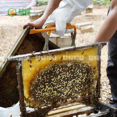  养蜂一箱可产蜂蜜多少「养蜂一箱一年能产几斤蜂蜜」