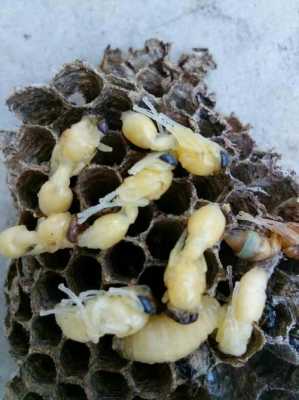 什么蜂的幼虫能吃吗（什么蜂子最厉害）