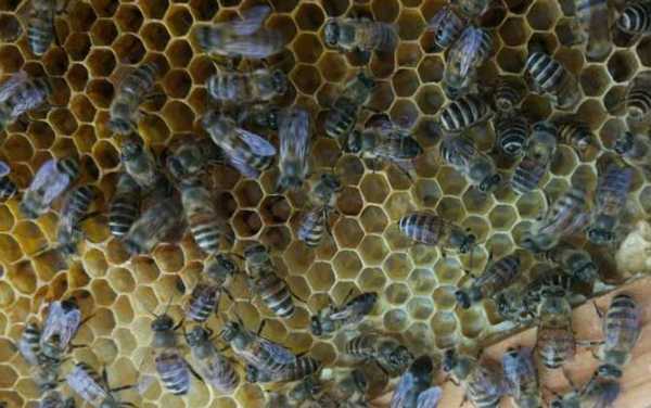 一箱蜜蜂一年能产多少粒,一箱子蜜蜂一年能产多少蜂蜜 