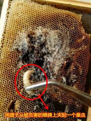蜂巢巢虫是什么样的-蜂巢巢虫什么治