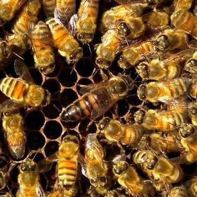 意蜂一年一箱可以产多少斤_意蜂一年能产多少斤蜜
