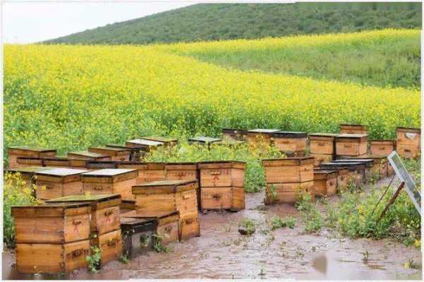 蜜源少地方怎么养蜂,蜜源树种 