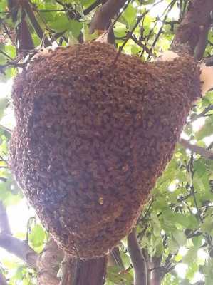 蜜蜂用什么建巢