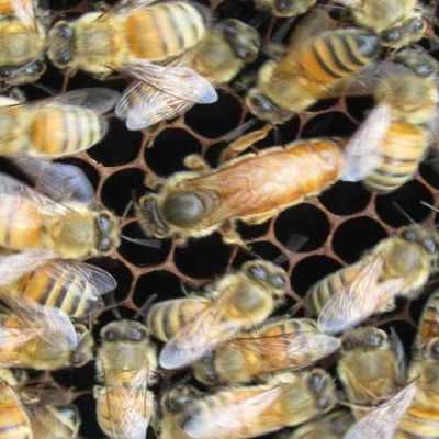  新蜜蜂蜂王多少天才能产卵「蜜蜂新王多久才会下蛋」