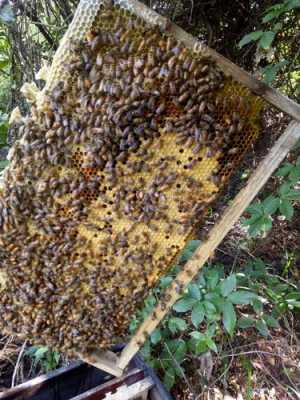 甘肃陇南中蜂品种