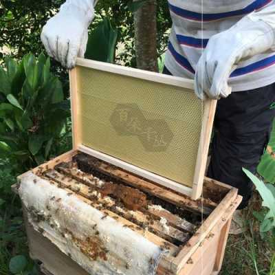 一箱蜜蜂产多少蜂蜡_一箱蜂能出多少斤蜜