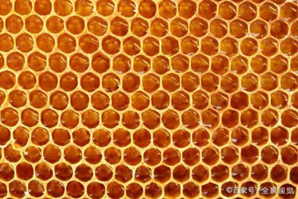 蜂巢怎么算有多少蜜蜂