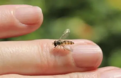 被蜜蜂蛰怎么消肿解痒