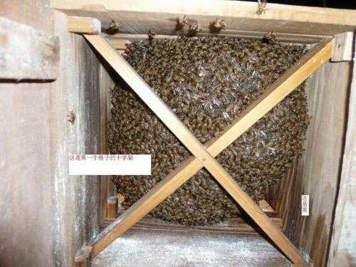蜂箱怎么防虫有效的方法