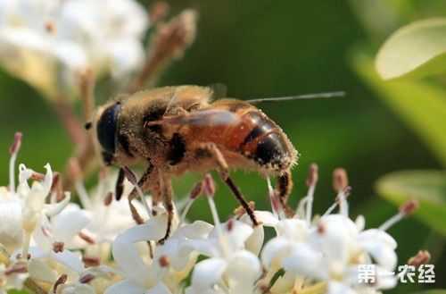 蜜蜂迷路是什么原因引起的呢