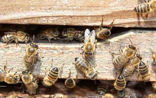 一群意蜂能产多少蜜（意蜂最大维持多大蜂群）