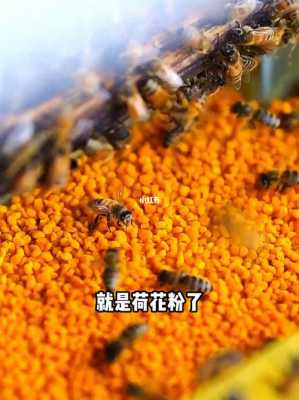 怎么取蜜蜂的花粉（蜜蜂怎么把花粉带回去）