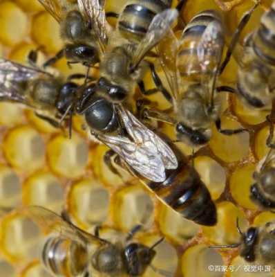 蜜蜂和蜜蜂王的图片 蜜蜂跟蜂王有什么区别