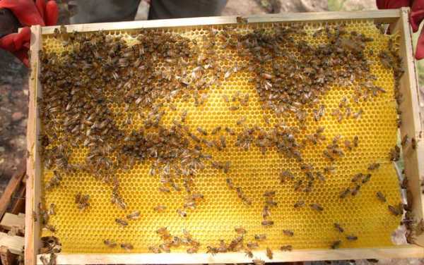 外勤蜂占蜂群多少比例（内勤蜂与外勤蜂）
