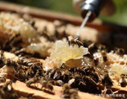蜂蜜里面的巢虫是什么