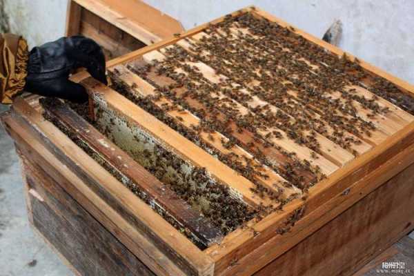 一箱蜜蜂能产多少斤蜂蜜-一箱蜜蜂得多少钱