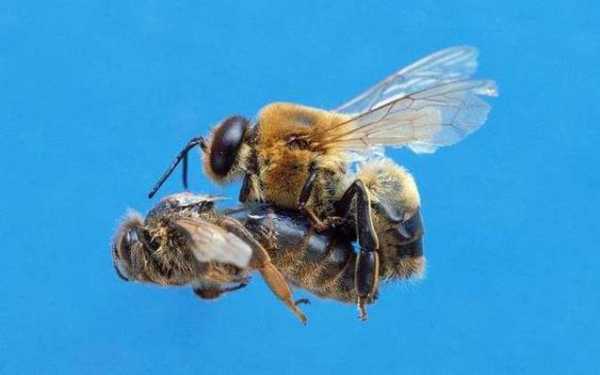  蜜蜂为什么平时要出雄蜂「为什么蜜蜂会产蜜」