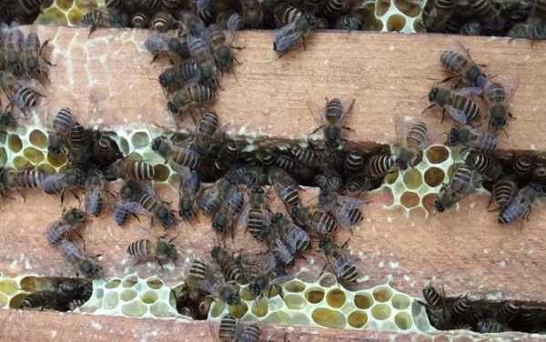 蜜蜂冬天多少度可以过箱,蜜蜂过冬需要多少温度 