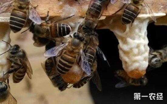  蜜蜂怎么才能成为蜂王「蜜蜂怎样育出的王最好」