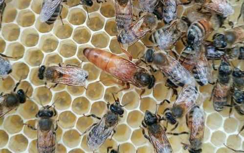 蜜蜂蜂王从卵到成虫需要多久-从卵到蜂王要多少天