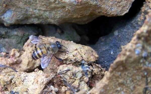岩洞里的蜜蜂如何收捕-怎么抓岩石蜜蜂来养