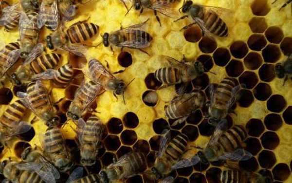中蜂分蜂一次分几窝-中蜂在多少会分蜂