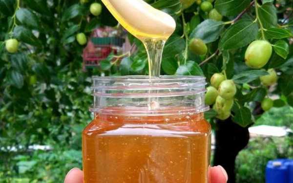  一棵枣树产多少蜂蜜「一棵枣树产多少蜂蜜水」