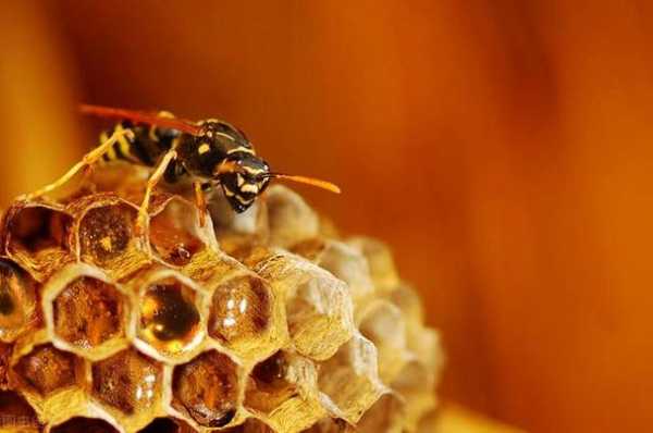 蜂子窝有什么药用价值-蜂子窝怎么用治类风湿