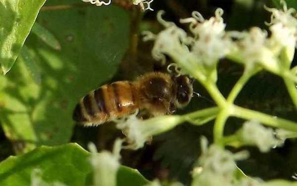 高加索灰蜂采蜜怎么样