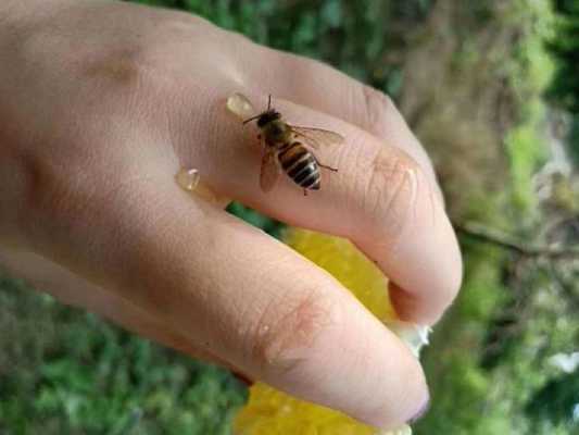 不蛰人蜜蜂怎么养殖的-不蛰人蜜蜂怎么养殖