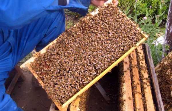 蜜蜂收蜂蜜为什么_收的蜜蜂为啥要逃跑
