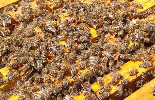  冬天蜜蜂一箱多少钱「一箱蜜蜂过冬需要吃多少糖」