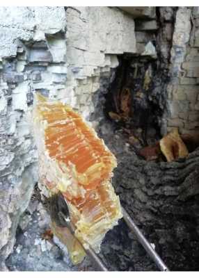  岩蜂蜜是什么蜜蜂「岩蜂蜜的作用与功效岩蜜」