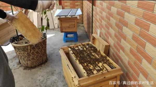 怎么让蜜蜂转移到蜂箱
