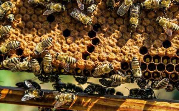  一窝蜜蜂要多少雄蜂「一窝蜂有多少雄蜂才算正常」
