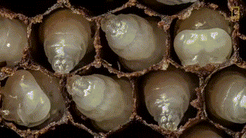 为什么蜜蜂的幼虫被拖出蜜蜂箱