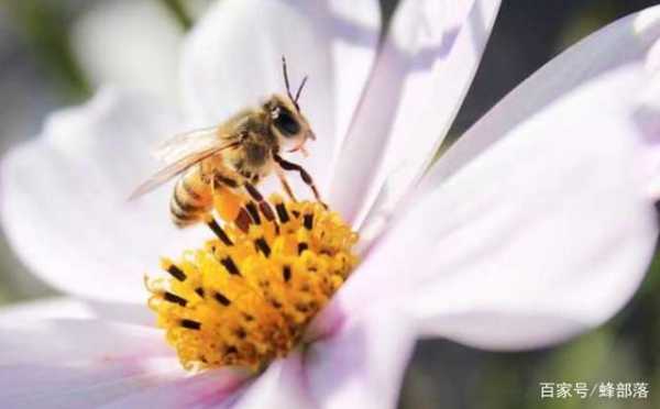  喂蜜蜂最低气温是多少「蜜蜂最低气温多少还去采蜜」