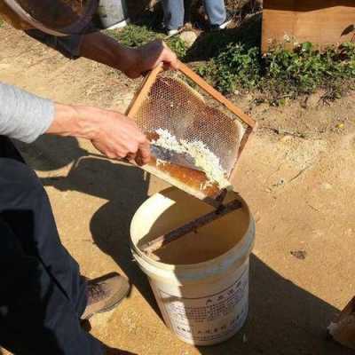 一群意蜂一年要喂多少钱糖-一群意蜂能产多少蜂蜜