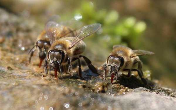 什么是蜜蜂的侦查蜂（什么是蜜蜂的侦查蜂群）