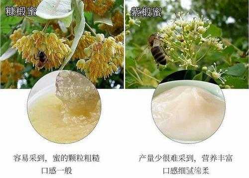 椴树蜜和蜂蜜区别 椴树蜜和蜂蜜有什么不同