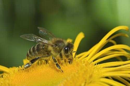  土蜜蜂对人有什么好处「土蜜蜂对人有什么好处吗」