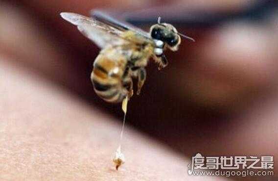 蜂子钉了用什么药-被蜂钉怎么处理