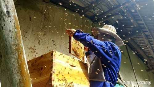  蜂蜜是什么时候收获「蜂蜜是几月份收割的」