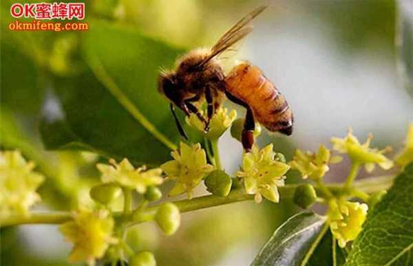 蜜蜂在枣花蜜用英语怎么说_蜜蜂在花上英语